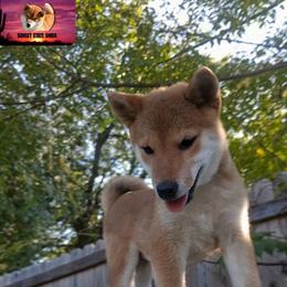 Shiba Inu Puppies from Sunset State Shiba