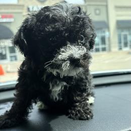 Girl 1 - White female Maltese puppy in Saginaw, Texas from Sweetface Maltese