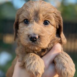 Girl 3 - female Australian Labradoodle puppy in Bend, Oregon from High Desert Labradoodles