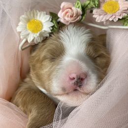 Bernedoodle Puppies from Myt fine doodles