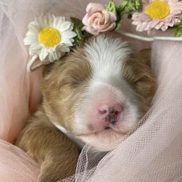 Bernedoodle Puppies from Myt fine doodles