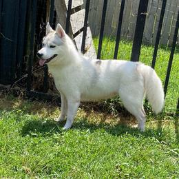 Halo - Gray and white female Siberian Husky puppy in Mechanicsville, Virginia from Shinko Siberians