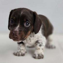 Little Girl - Chocolate and tan female Dachshund puppy in Liberty, South Carolina from Golden Creek Miniature Farm