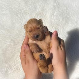 Girl 4 - Dark golden female Golden Retriever puppy in Plant City, Florida from All shades Golden