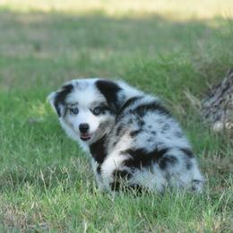 Poetic - Blue merle female Toy Australian Shepherd puppy in Chickasha, Oklahoma from Rustic Lace