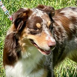 Hanna - Australian Shepherd