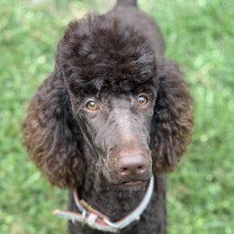 Bernedoodles, Dachshunds, and Poodles from Chocolate Pet Connection