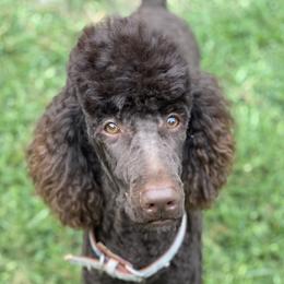 Bernedoodles, Dachshunds, and Poodles from Chocolate Pet Connection