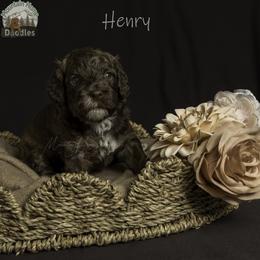 Henry - Chocolate male Australian Labradoodle puppy in Cashmere, Washington from Mountain Home Doodles