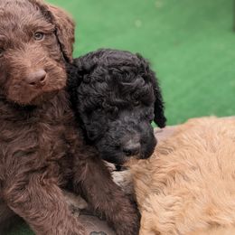 Labradoodle Puppies from Caldron Falls Doodles and Poodles