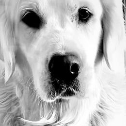 Indie - Golden Retriever