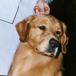 Golden Retrievers from Gemstar Golden Retrievers