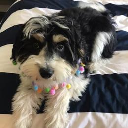 Aussiedoodle Puppies from Brambleberry Doodles