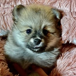 Girl 1 - Red sable Pomeranian puppy in Skipperville, Alabama from Nay Nay’s Babies