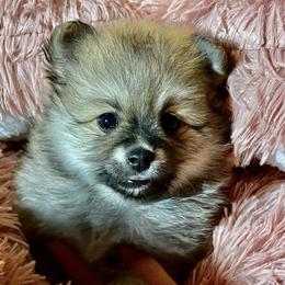 Girl 1 - Red sable Pomeranian puppy in Skipperville, Alabama from Nay Nay’s Babies