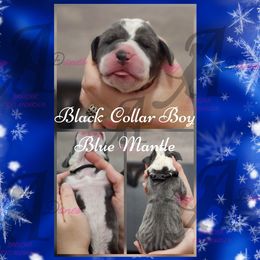 Black Collar boy - Blue and white male Great Dane puppy in Longview, Texas from Lazy A Danes