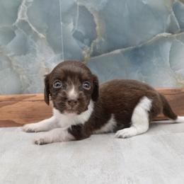Tiny - Piebald female Dachshund puppy in Wichita, Kansas from Geta Long Little Doggie
