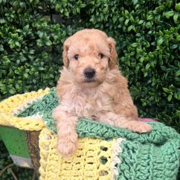 Mr Wheatly - Cream male Poodle puppy in Dolan Springs, Arizona from High Desert Companions