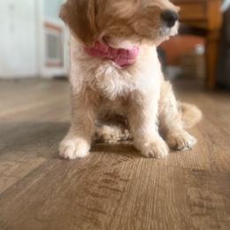 Boy 1 - Goldendoodle puppy in Bradenton, Florida from Doodle Acres