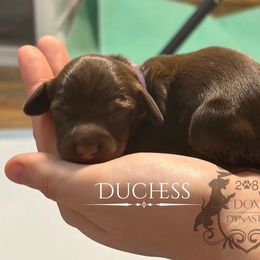 Duchess - Chocolate and tan female Dachshund puppy in Nampa, Idaho from 208 Dox Dynasty