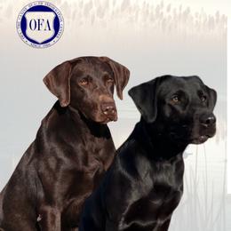 Labrador Retriever puppies from Cane Creek Labradors