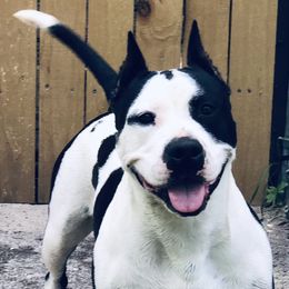 Venus - American Staffordshire Terrier