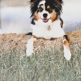 Daisy - Miniature Australian Shepherd