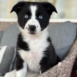 Teal - Black & white female Miniature Australian Shepherd puppy in Arizona from Country Charm Mini Aussies