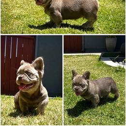 Axel - Tricolors male French Bulldog puppy in San Diego, California from Hlop Frenchies LLC