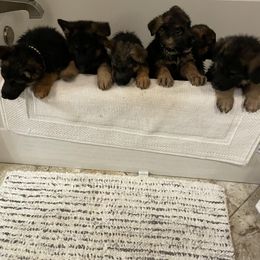 German Shepherd Puppies from Southern Lakes German Shepherds