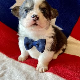 Pembroke Welsh Corgi Puppies from Cactus Corgis