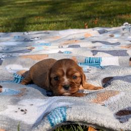 Cosmo - Ruby male Cavalier King Charles Spaniel puppy in Rockville, Maryland from Skais the Limit