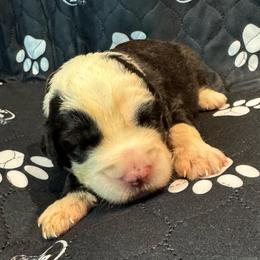ELM - Black and white male Sheepadoodle puppy in Riverside, California from Downtown Doodles & Frenchies