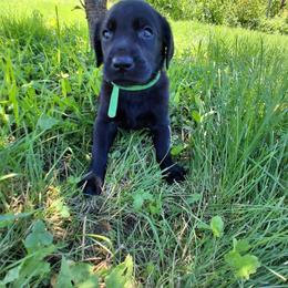 Green Boy - Black male Labrador Retriever puppy in Potosi, Wisconsin from Point and Flush Gun Dogs