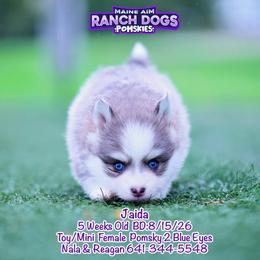 Jaida - Blue female Pomsky puppy in Humeston, Iowa from M.A.R. Dogs