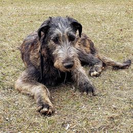 Irish Wolfhound Puppies from Darom Irish Wolfhounds