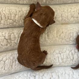 AKC White Collar - Red  male Poodle puppy in Powder Springs, Georgia from West Cobb Dogs