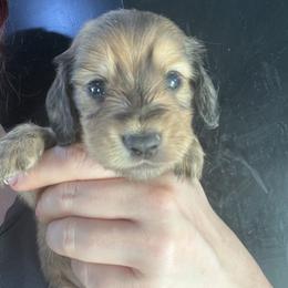 Aaden Jonathan - Cream male Dachshund puppy in Bigfork, Minnesota from Dachshunds Up North