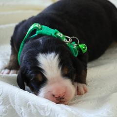 Wilson - Black rust and white male Bernese Mountain Dog puppy in Elkton, Maryland from Bernese Beauties