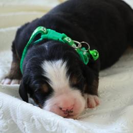 Wilson - Black rust and white male Bernese Mountain Dog puppy in Elkton, Maryland from Bernese Beauties