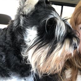 Miniature Schnauzer Puppies from Daniels Mini Schnauzers