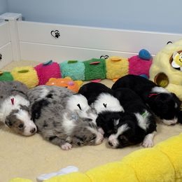 Aurora - Blue merle female Border Collie puppy in Conway, Missouri from 2J 2K Border Collies | Maremma Sheepdogs