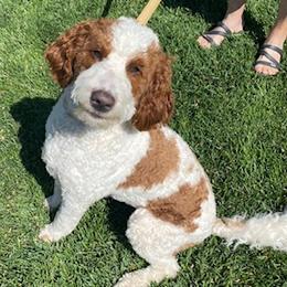 Mya - Goldendoodle