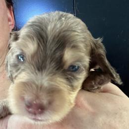 Tart - Dapple female Dachshund puppy in Bigfork, Minnesota from Dachshunds Up North