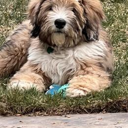 Aussiedoodle and Bernedoodle Puppies from Platinum Bernedoodles of Texas