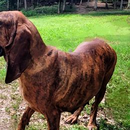 Esmeralda - Colombian Fino Hound puppy from Fino Hounds USA