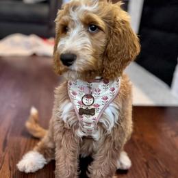 Goldendoodle All Grown Up from Island Doodle Co. - Goldendoodles Raised with Love