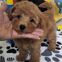 Lemonade - Apricot Mini Poodle Raised in Home - Apricot female Poodle puppy in Falcon, Missouri from Cedar House Heritage Poodles | AKC Toy & Miniature Poodle Puppies Raised in Home