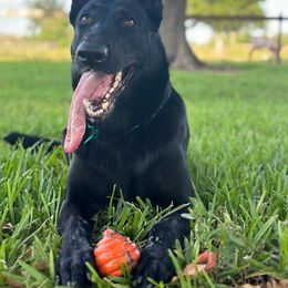 Jetta - German Shepherd