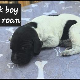 Black boy - Black roan male German Shorthaired Pointer puppy in Dahlonega, Georgia from Pointer Mountain Bird Dogs